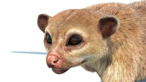 Animated Kinkajou 3D Model with Fur Thumbnail