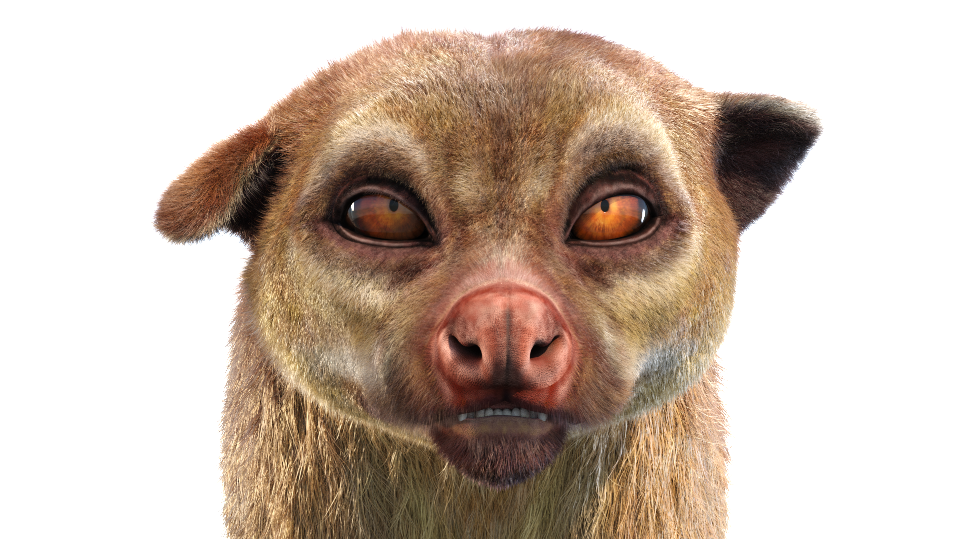 Animated Kinkajou 3D Model with Fur
