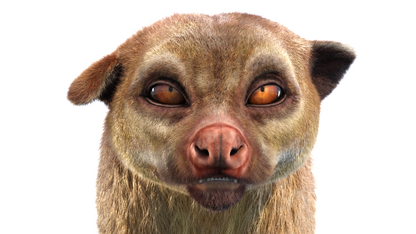 Animated Kinkajou 3D Model Fur