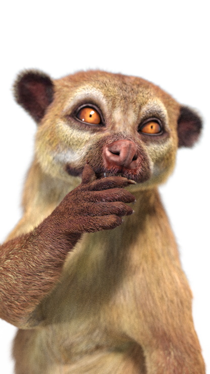 Animated Kinkajou 3D Model Fur