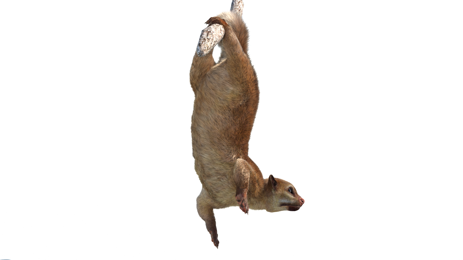 Animated Kinkajou 3D Model with Fur