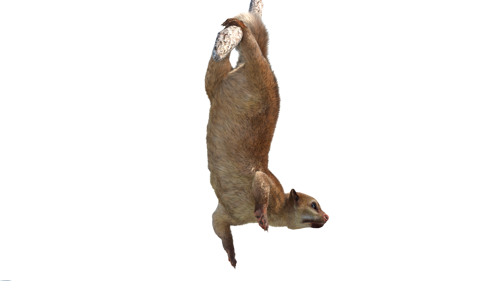 Animated Kinkajou 3D Model with Fur