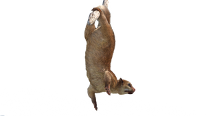Animated Kinkajou 3D Model with Fur Thumbnail