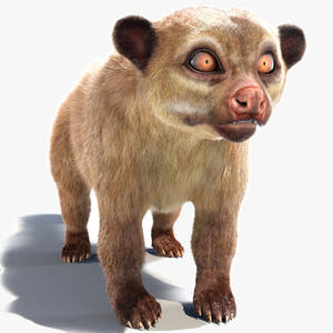 Kinkajou 3D model with realistic groomed hair and fur Thumbnail