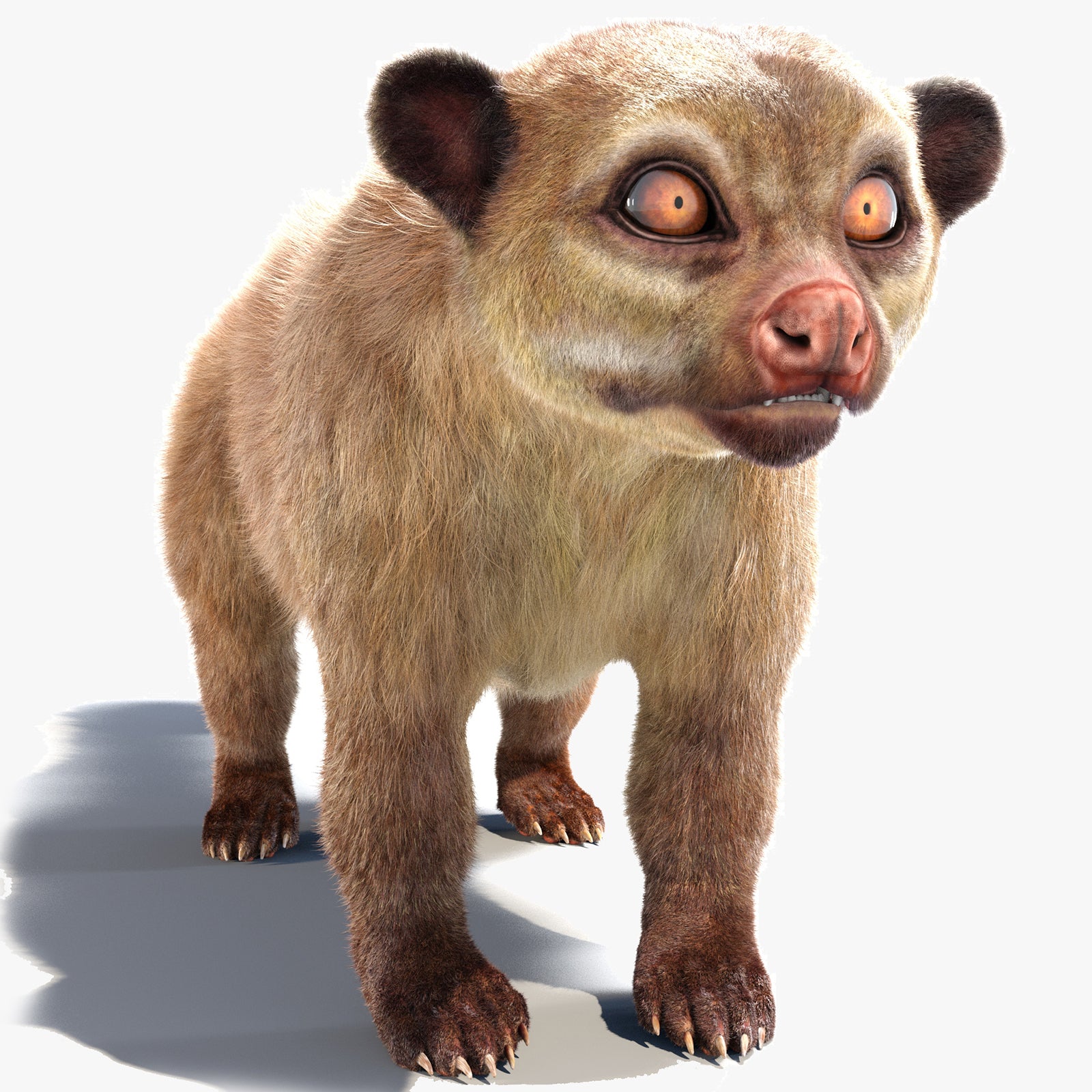 Kinkajou 3D model with realistic groomed hair and fur