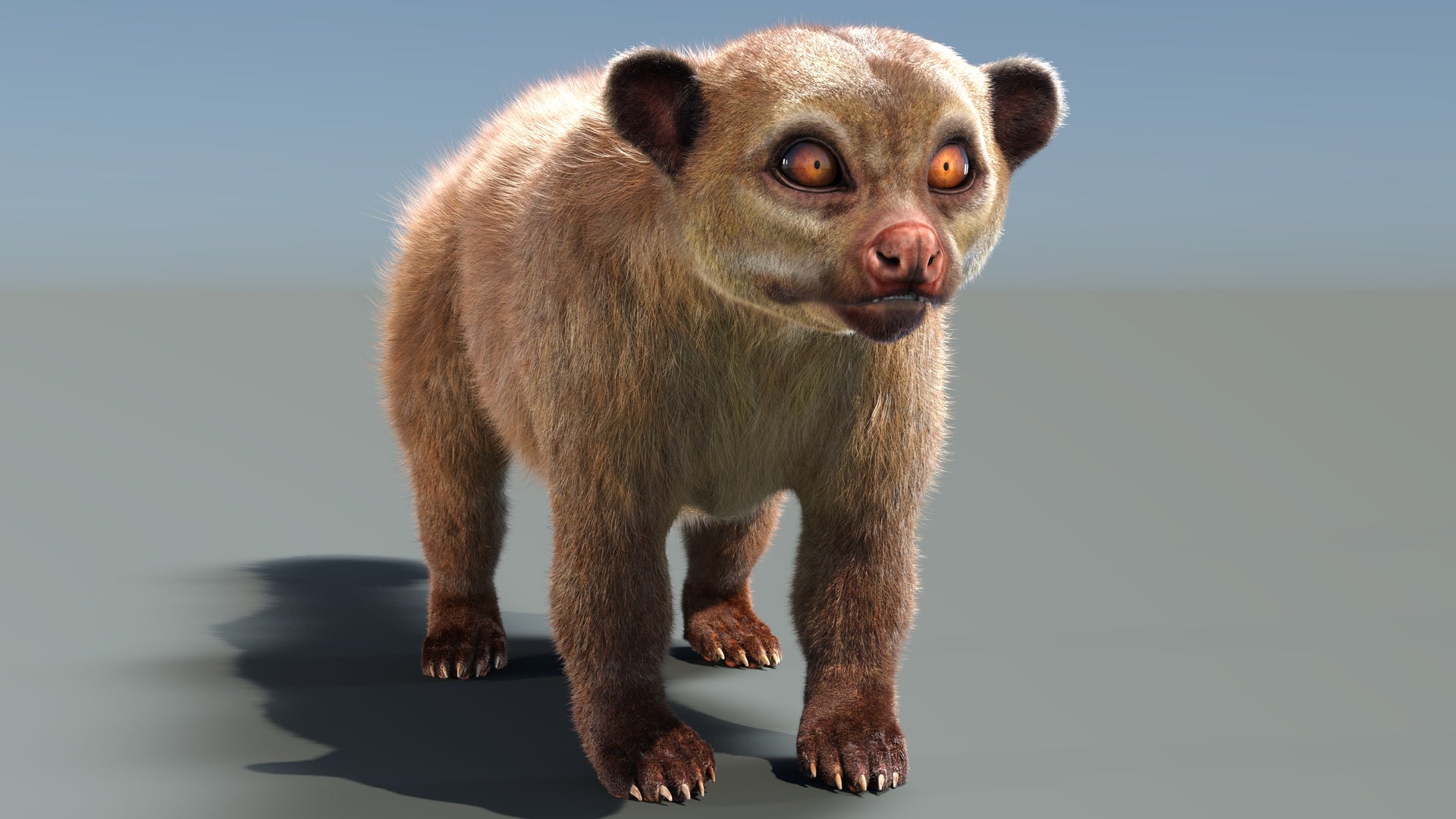 Kinkajou 3D model with realistic groomed hair and fur