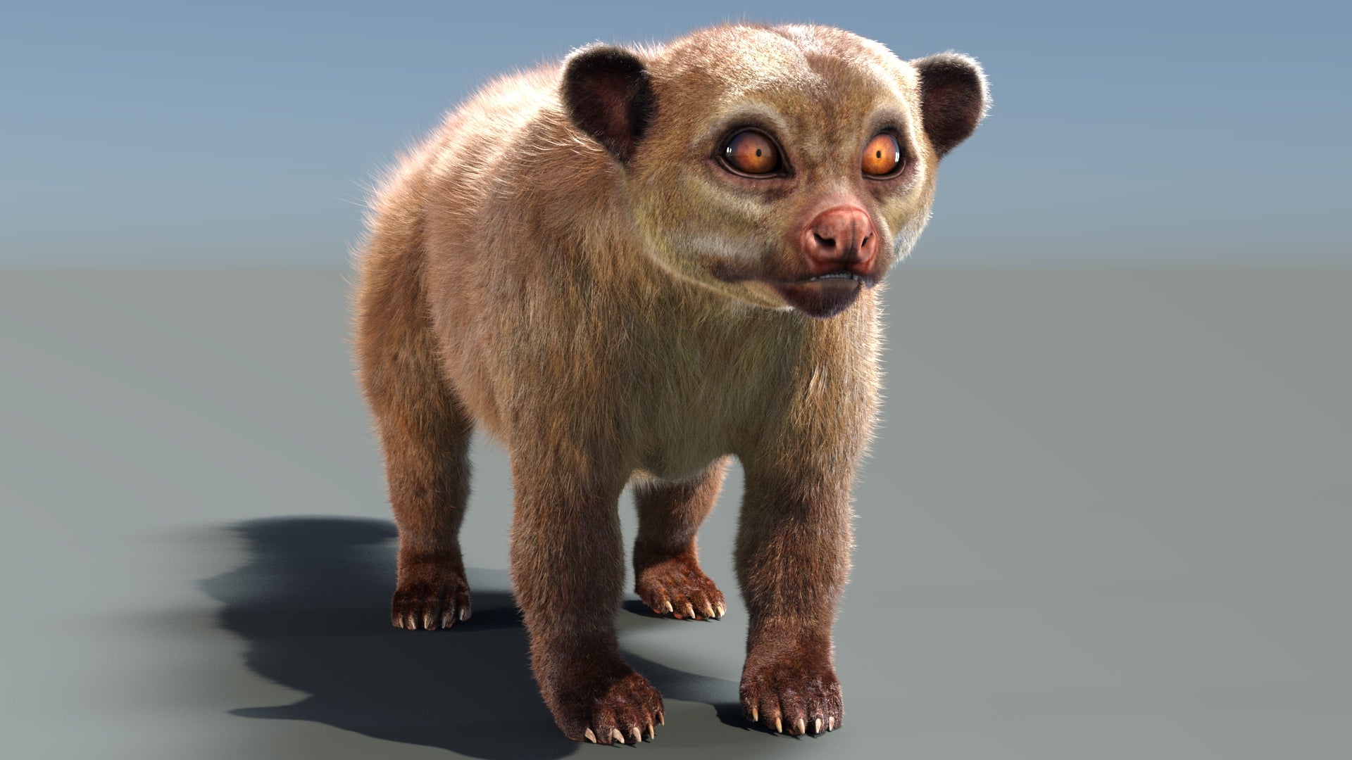 Kinkajou 3D model with realistic groomed hair and fur