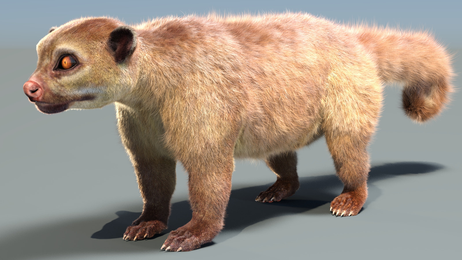 Kinkajou 3D model with realistic groomed hair and fur