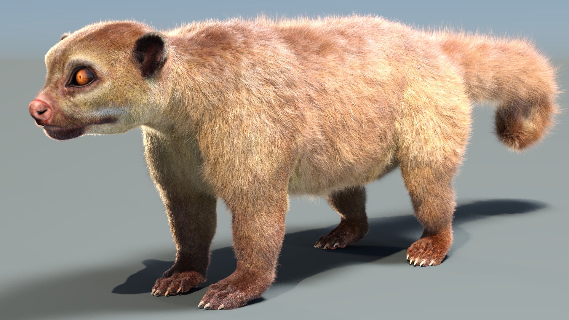 Kinkajou 3D model with realistic groomed hair and fur