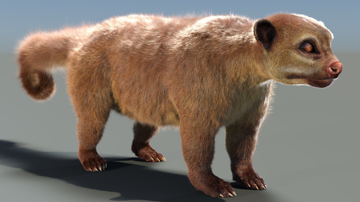 Kinkajou 3D Model Fur