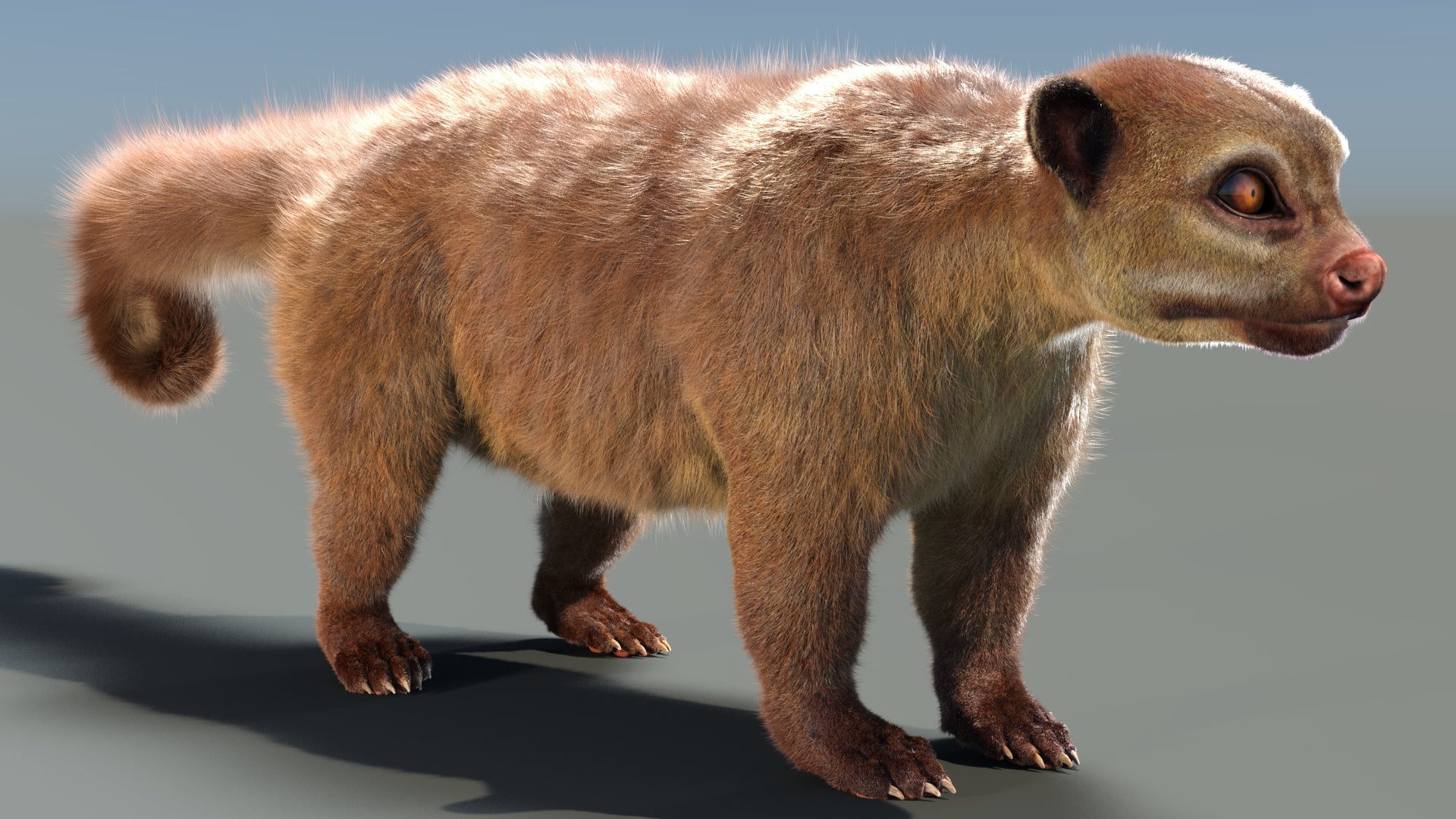 Kinkajou 3D model with realistic groomed hair and fur