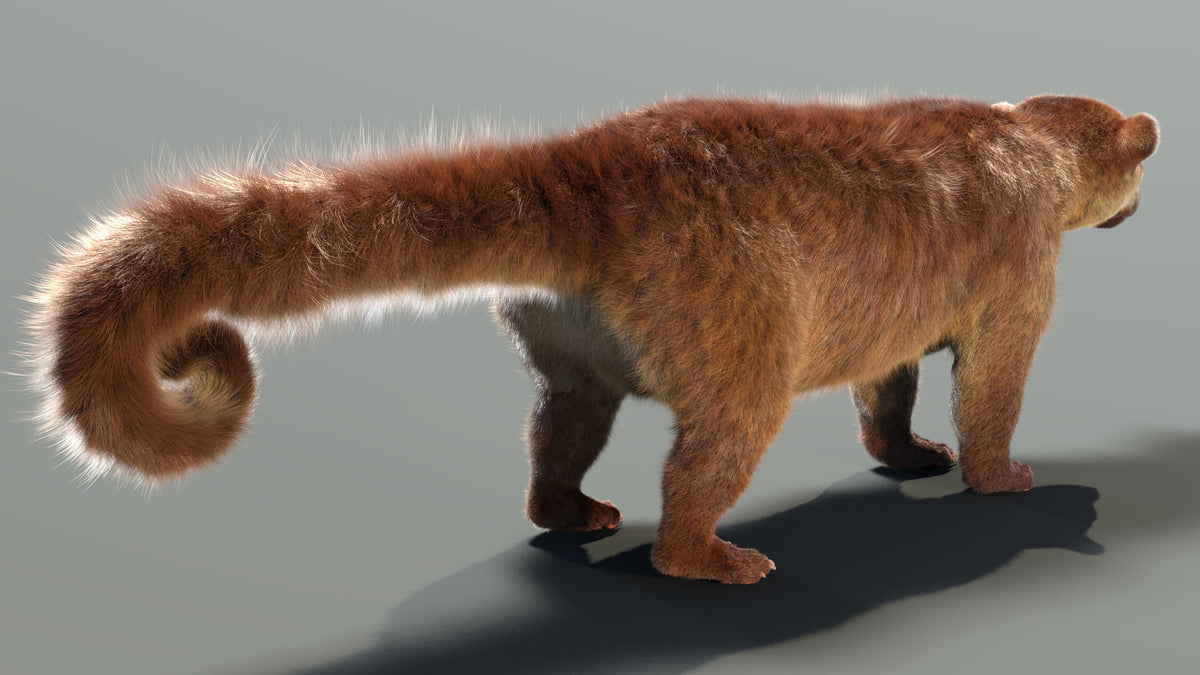 Kinkajou 3D model with realistic groomed hair and fur