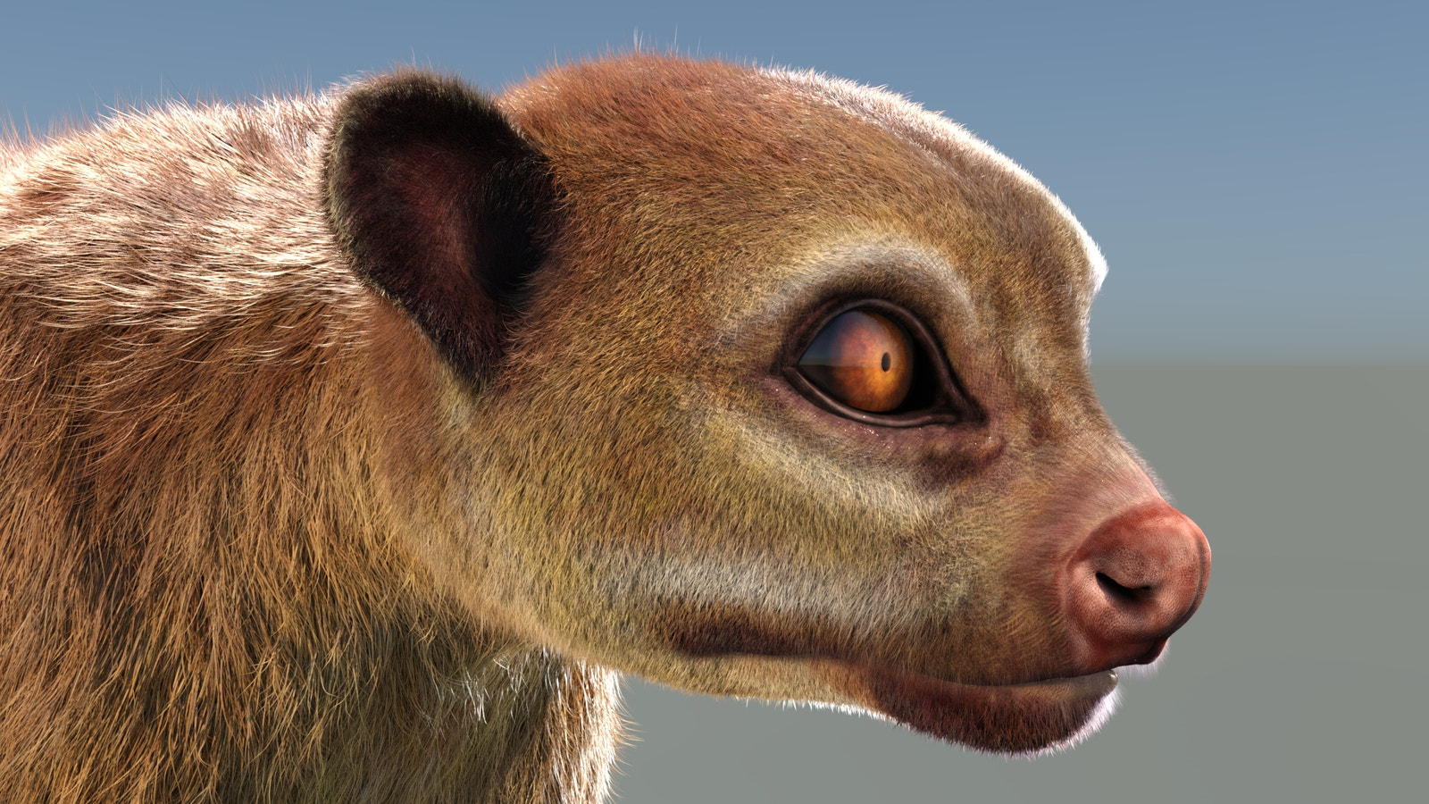 Kinkajou 3D model with realistic groomed hair and fur