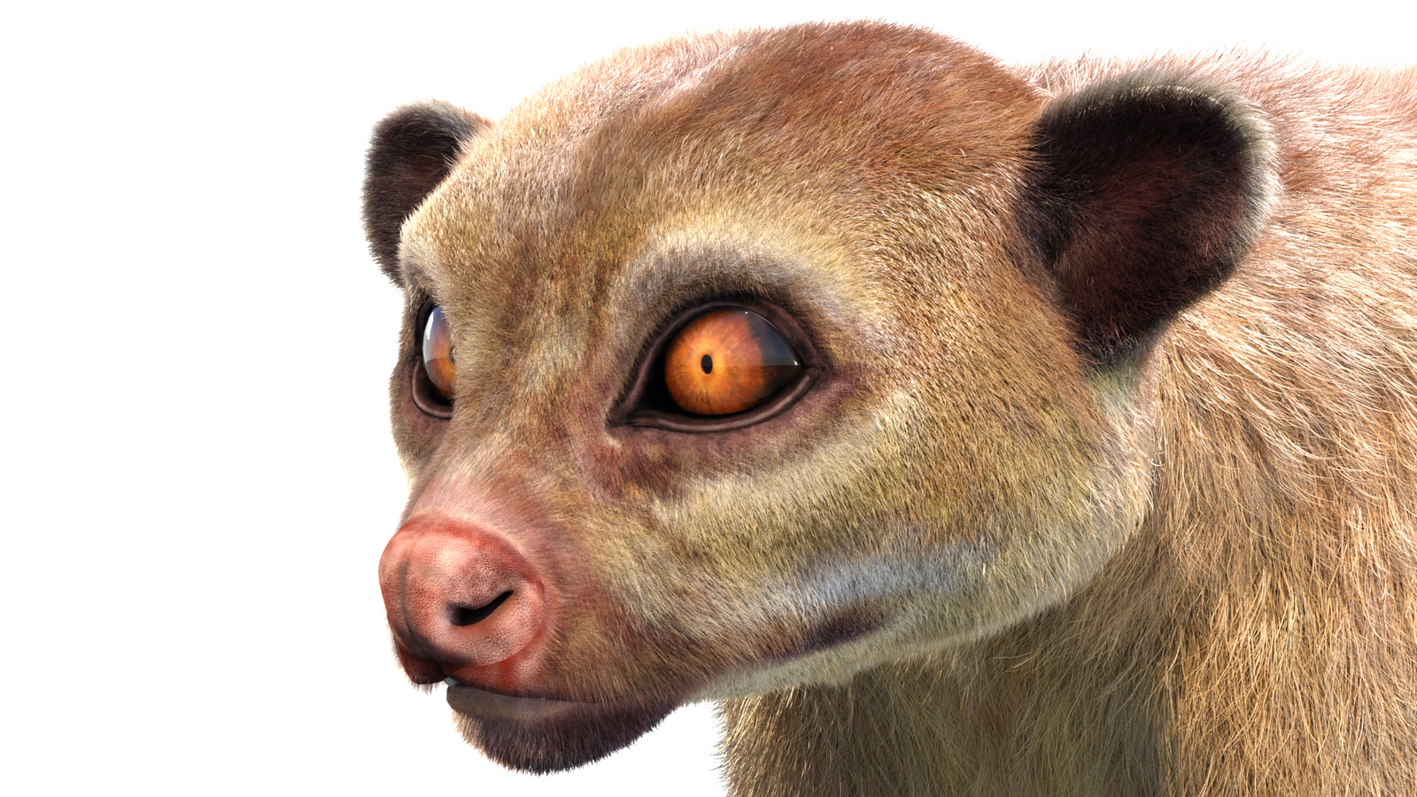 Kinkajou 3D model with realistic groomed hair and fur