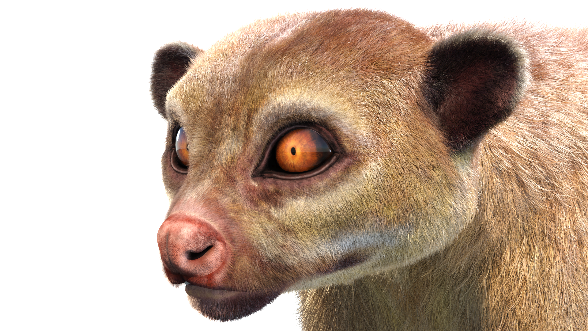 Kinkajou 3D model with realistic groomed hair and fur
