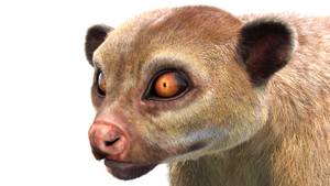 Kinkajou 3D model with realistic groomed hair and fur Thumbnail