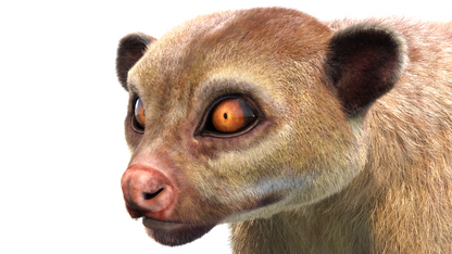 Kinkajou 3D Model Fur