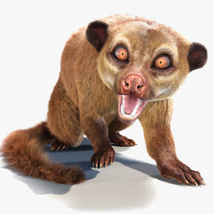 Rigged Kinkajou 3D Model with Fur Thumbnail