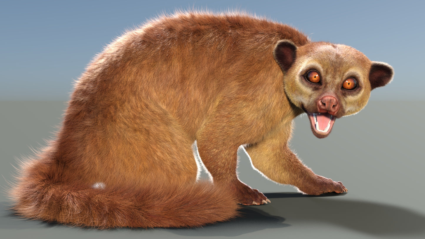 Rigged Kinkajou 3D Model Fur