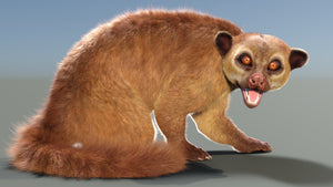 Rigged Kinkajou 3D Model with Fur Thumbnail