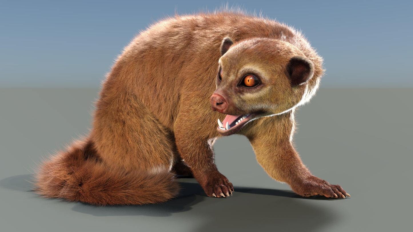 Rigged Kinkajou 3D Model Fur