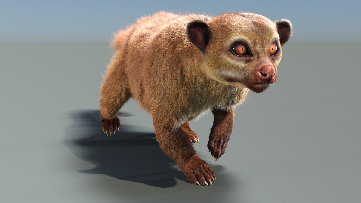 Rigged Kinkajou 3D Model with Fur