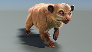 Rigged Kinkajou 3D Model with Fur Thumbnail