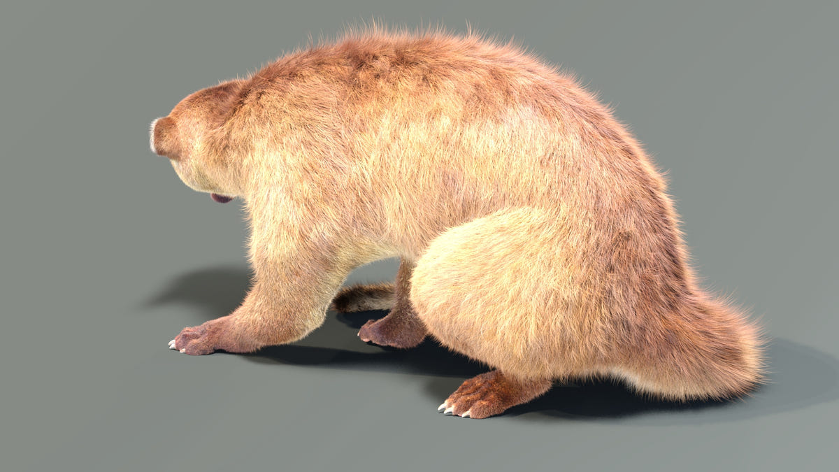 Rigged Kinkajou 3D Model with Fur