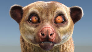 Rigged Kinkajou 3D Model with Fur Thumbnail