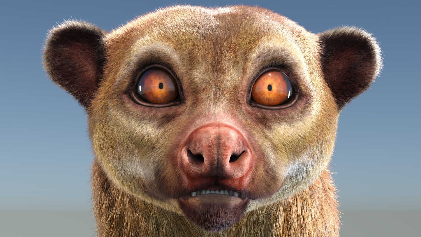 Rigged Kinkajou 3D Model Fur