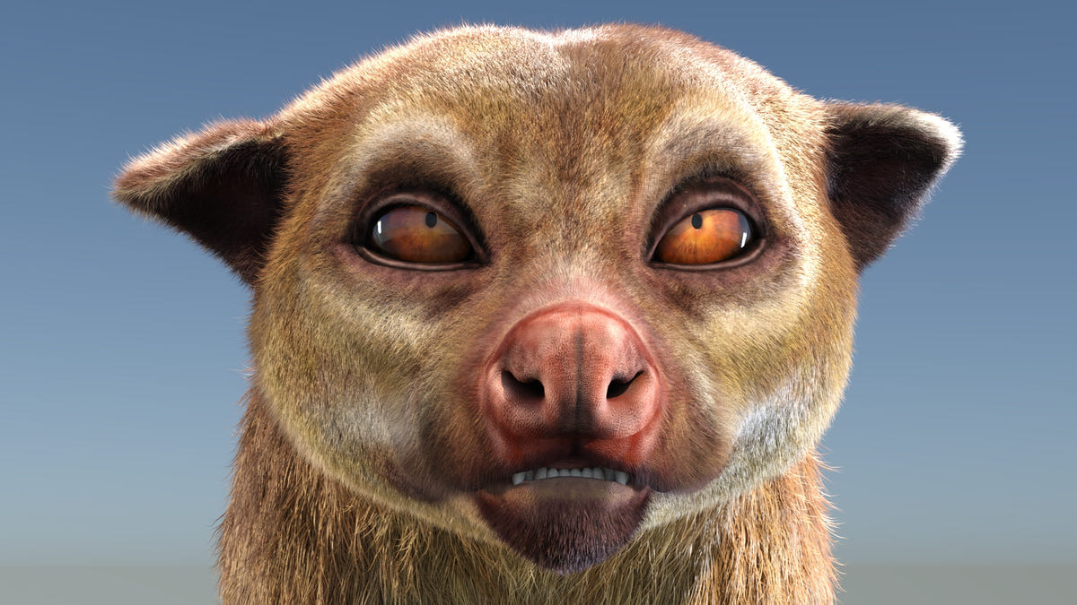 Rigged Kinkajou 3D Model with Fur