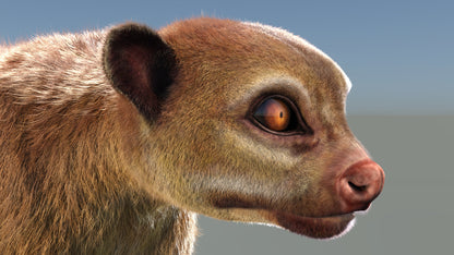 Rigged Kinkajou 3D Model Fur