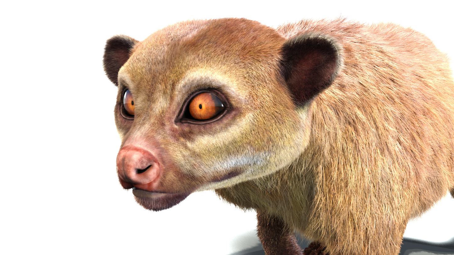 Rigged Kinkajou 3D Model Fur