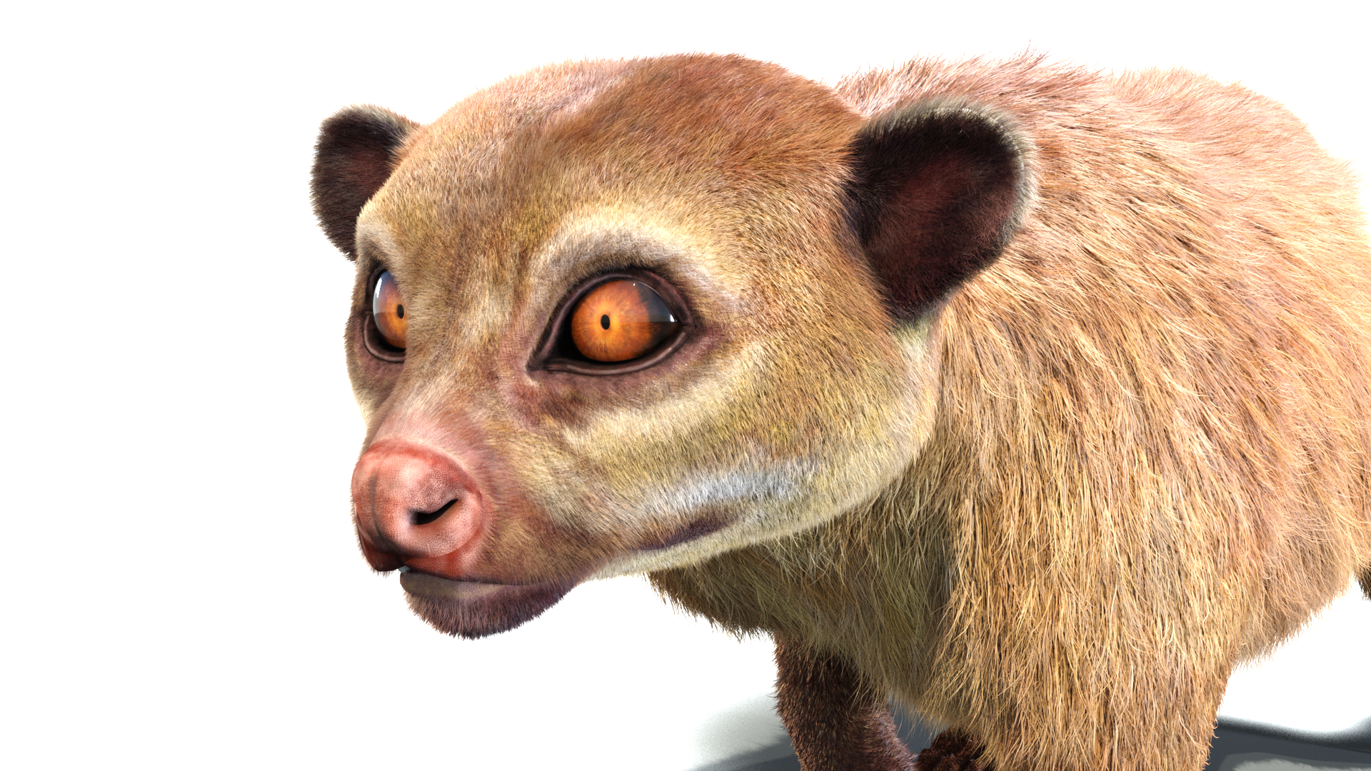 Rigged Kinkajou 3D Model with Fur