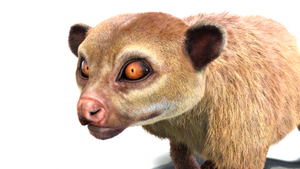 Rigged Kinkajou 3D Model with Fur Thumbnail