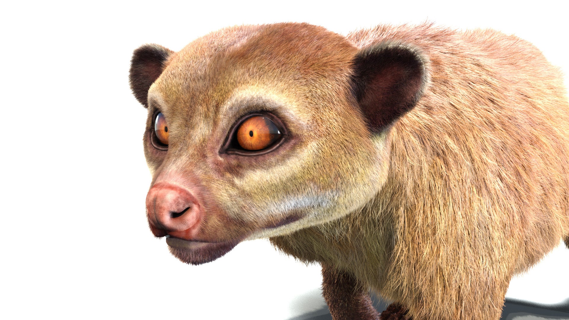 Kinkajou 3D model with realistic groomed hair and fur