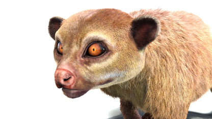 Rigged Kinkajou 3D Model Fur