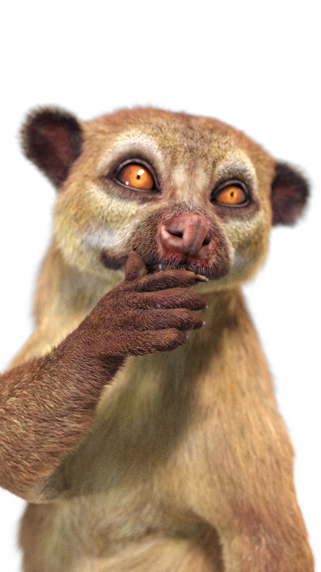 Rigged Kinkajou 3D Model with Fur