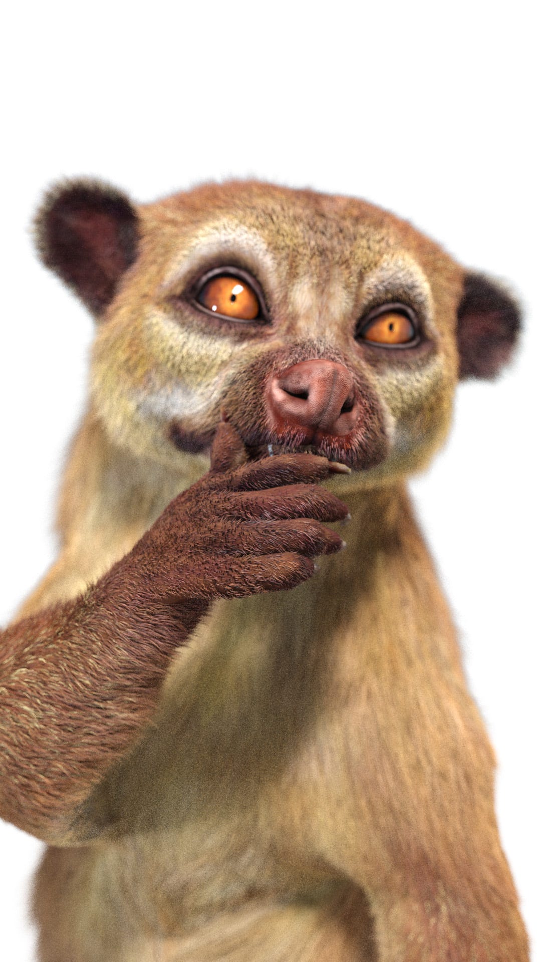 Rigged Kinkajou 3D Model with Fur