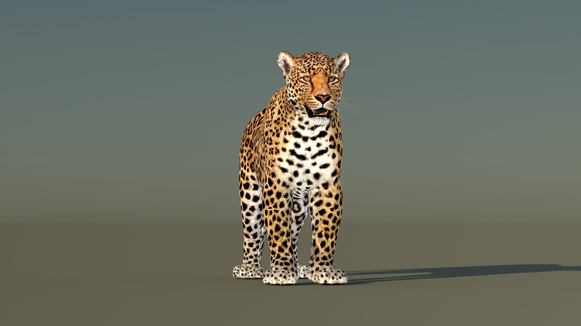 Leopard 3D Model Animated - 360 Degree View