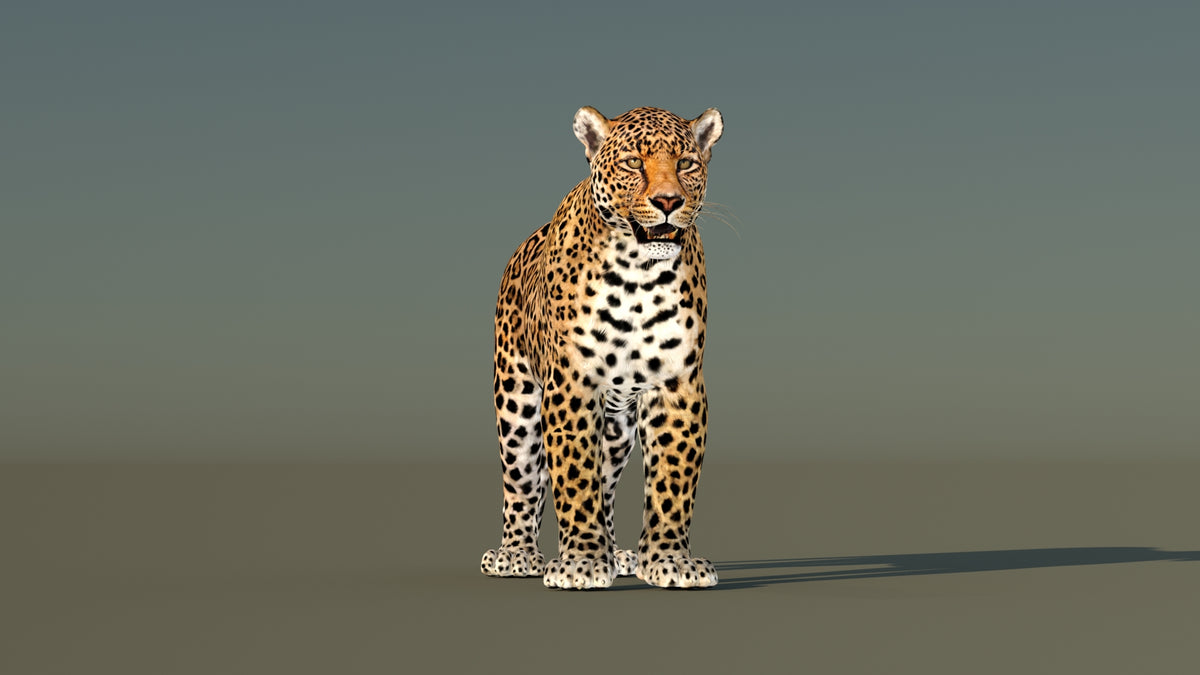 Animated Leopard 3D Model - 360 Degree View