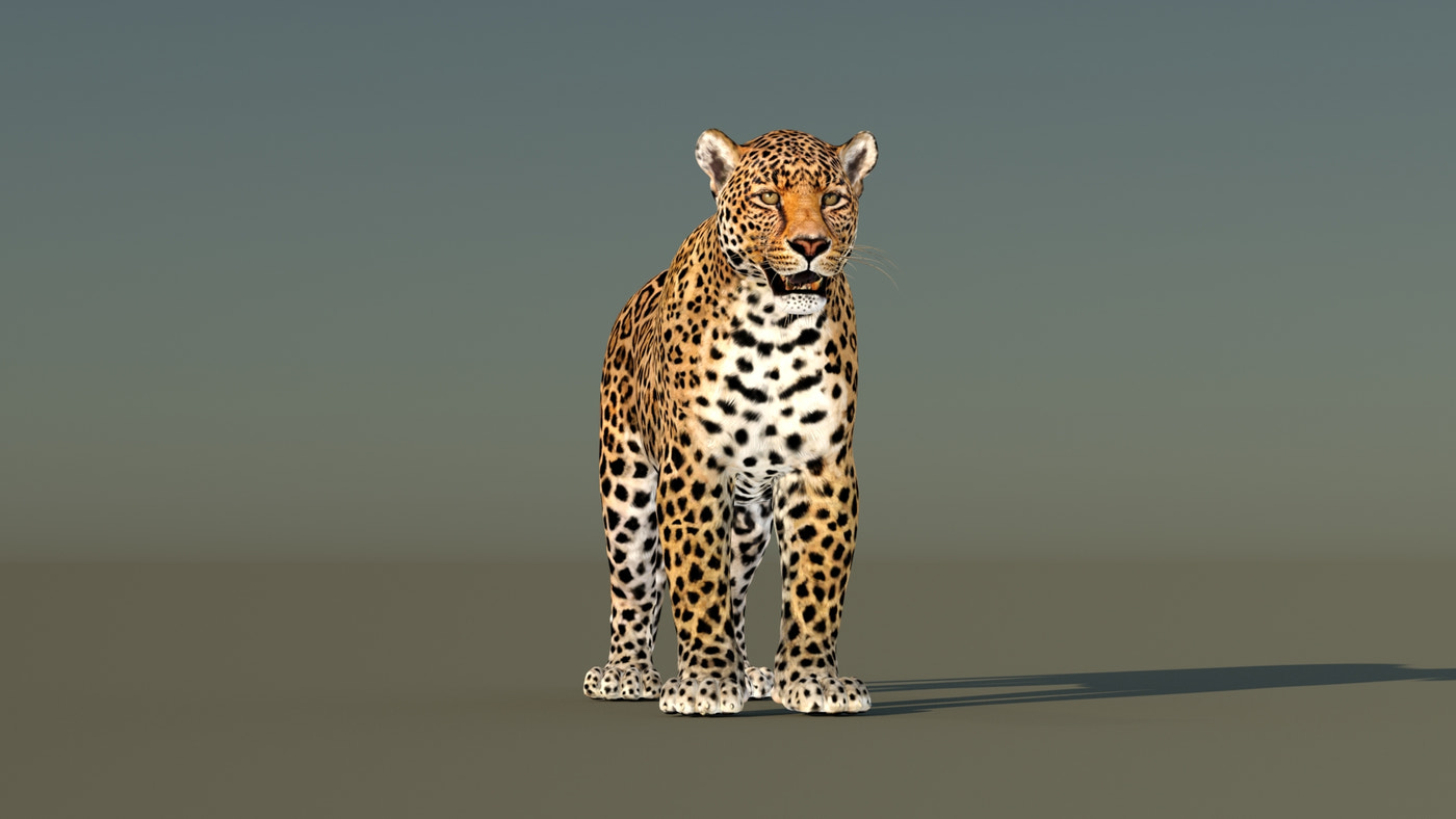 Animated Leopard 3D Model - 360 Degree View