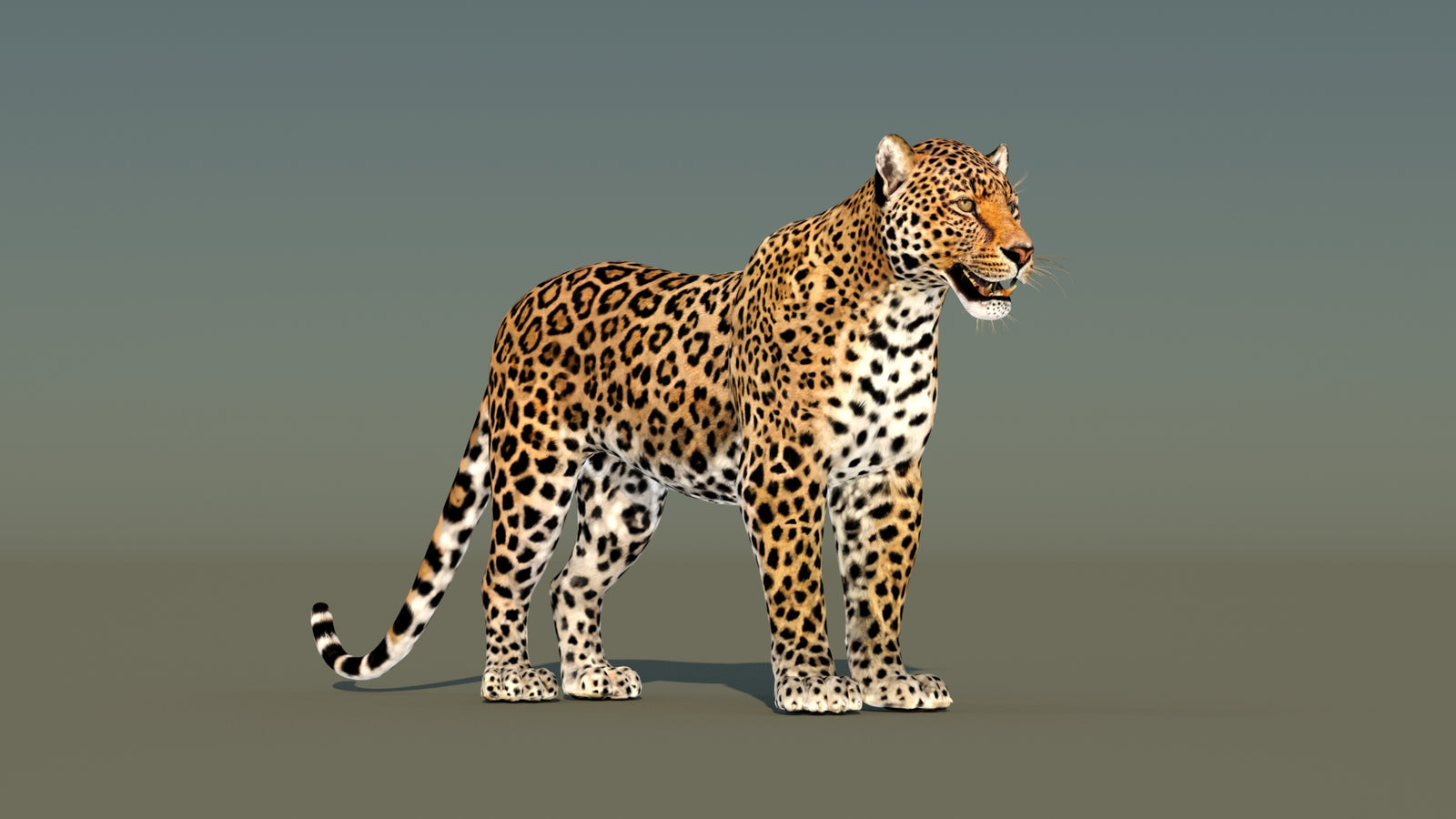 Leopard 3D Model Animated 360° view 1 frame 4