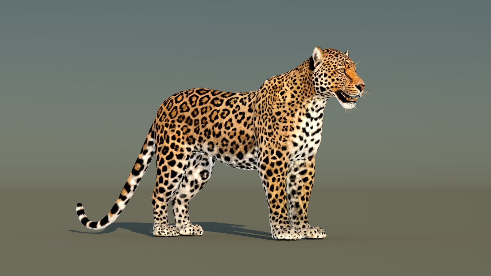 Leopard 3D Model Animated 360° view 1 frame 5