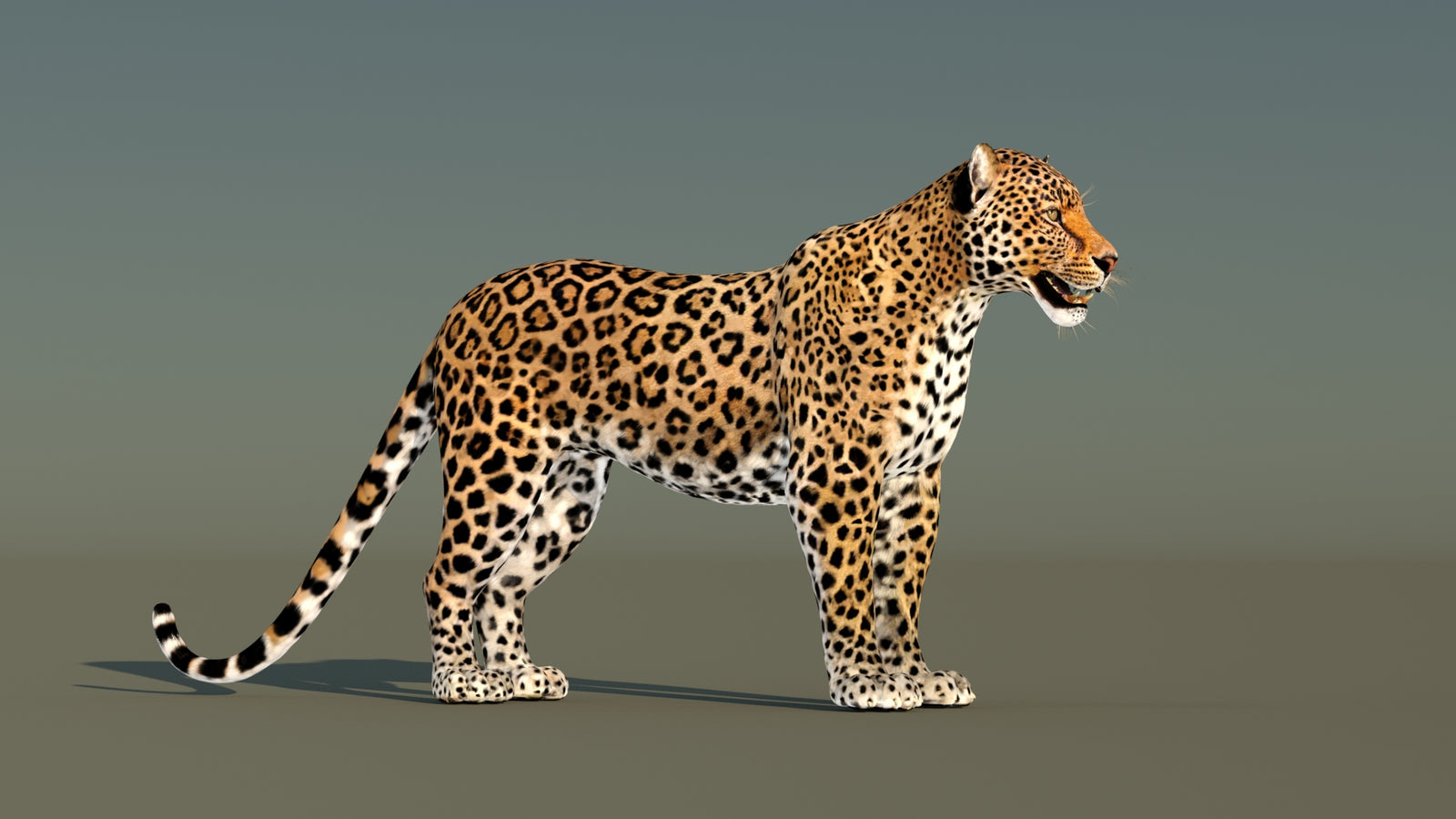 Leopard 3D Model Animated 360° view 1 frame 6