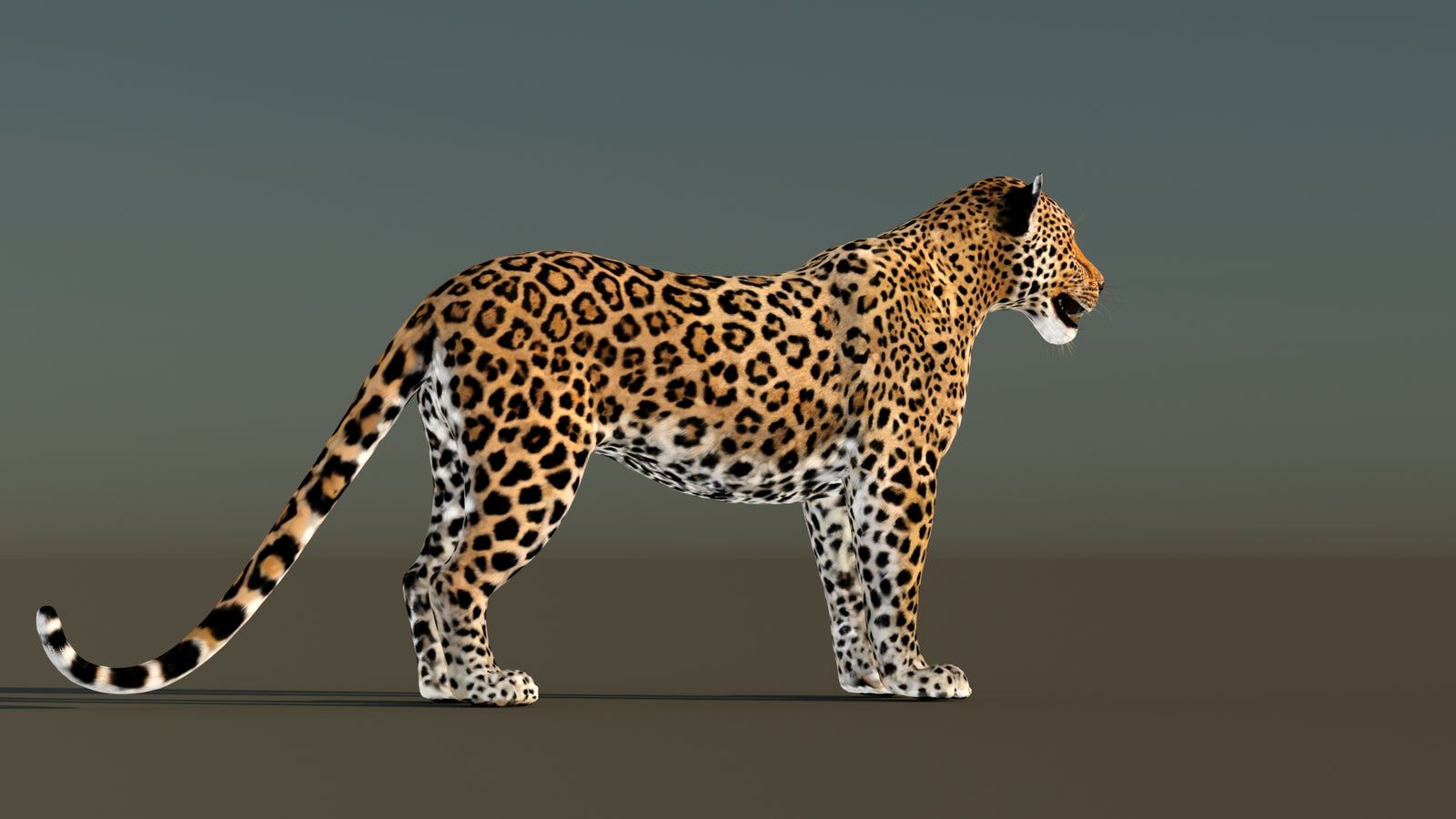 Leopard 3D Model Animated 360° view 1 frame 11