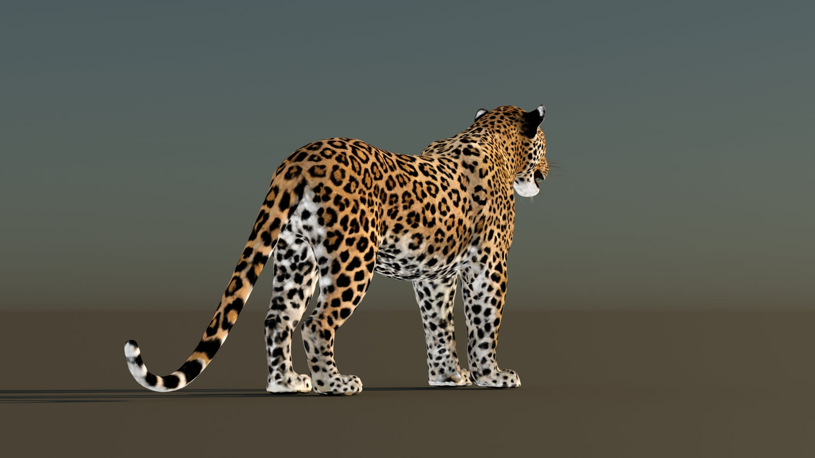 Leopard 3D Model Animated 360° view 1 frame 14