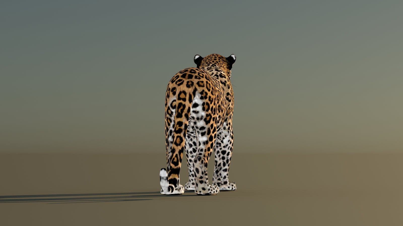 Leopard 3D Model Animated 360° view 1 frame 17