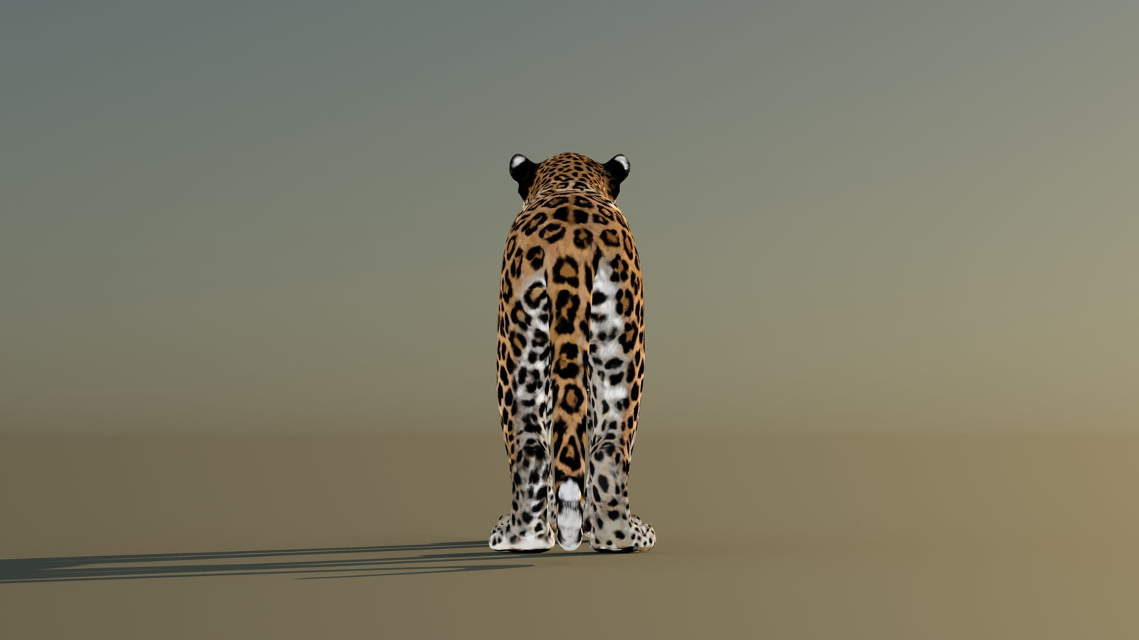 Leopard 3D Model Animated 360° view 1 frame 18