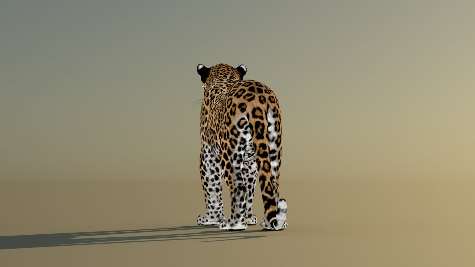 Leopard 3D Model Animated 360° view 1 frame 19